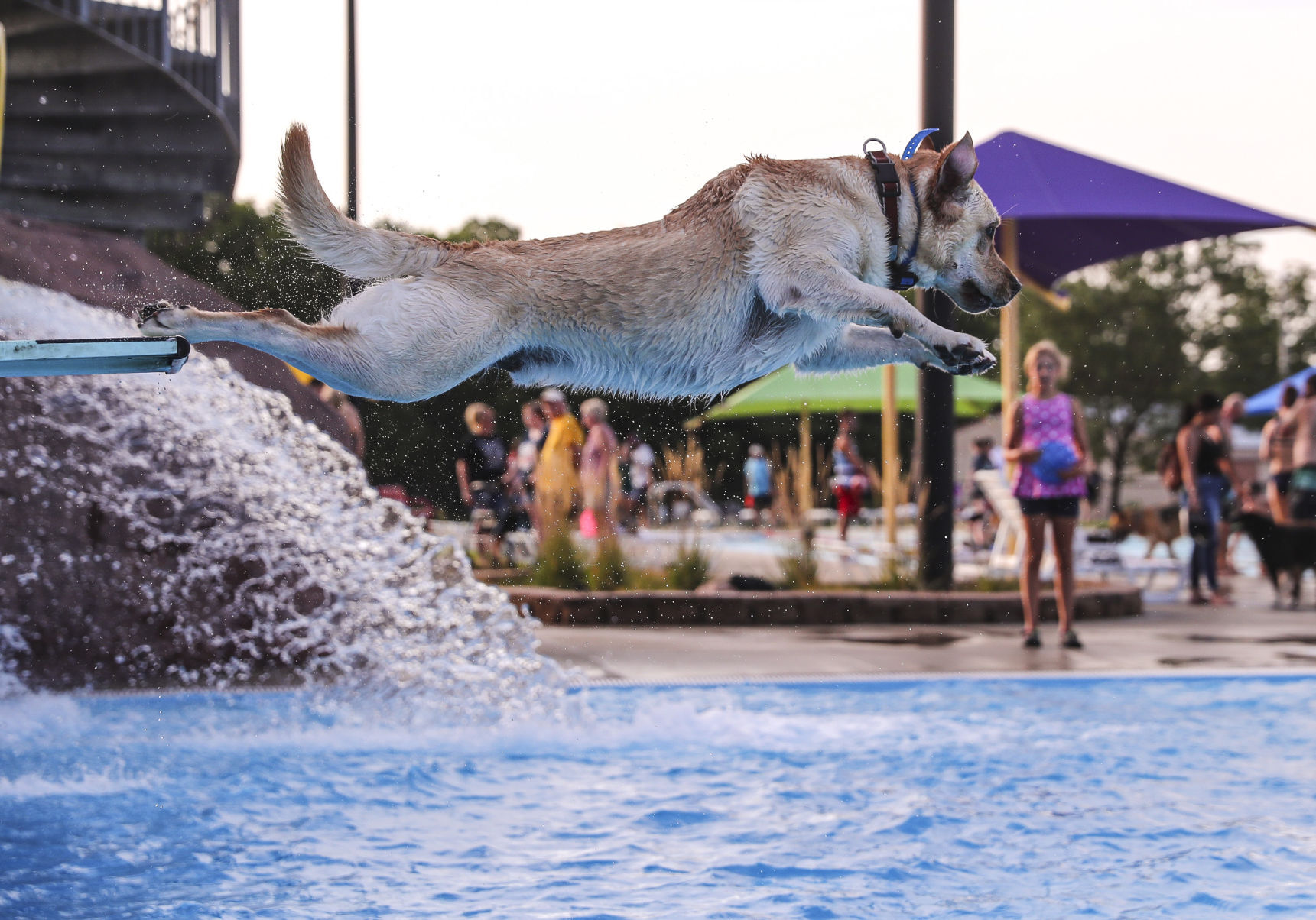 Doggie Dip 5